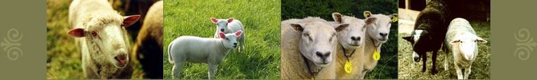 Schaf und Lamm